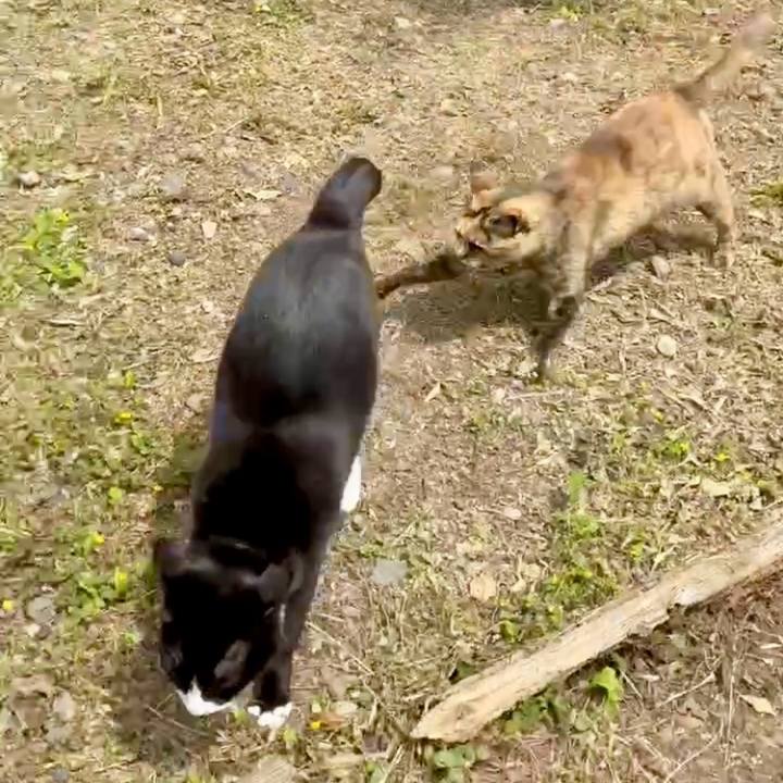 2c4be7c2 49ed 4402 b451 ca49ad294d77 1748574184148