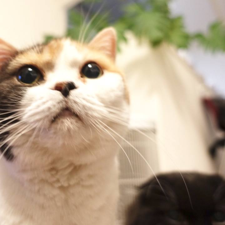 2c4e53b2 745d 417d ae4c 21fdb4e83e77 1544109262528