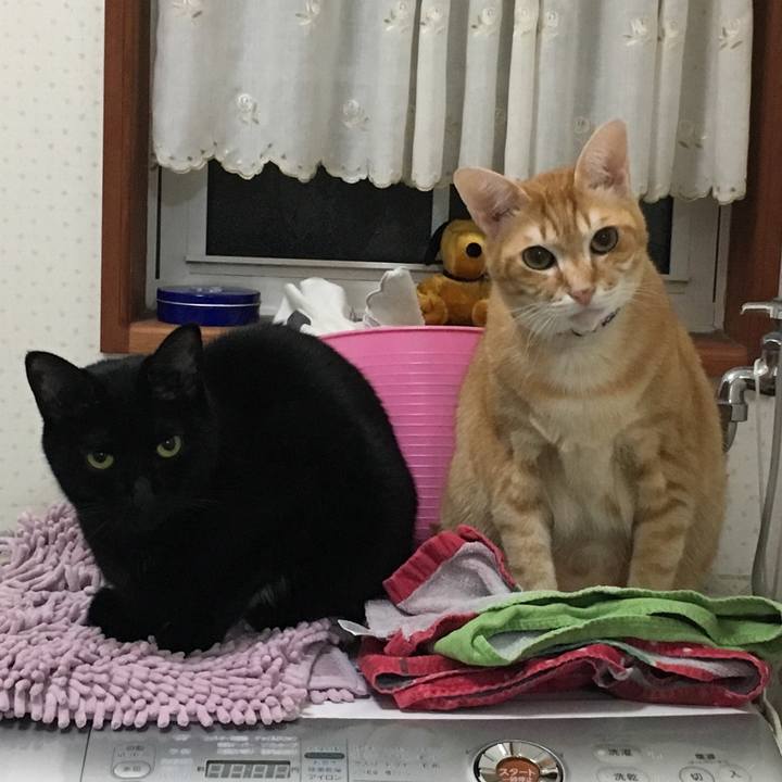 2c4f32d1 152e 4460 837e 6b1c144d1036 1544413120295