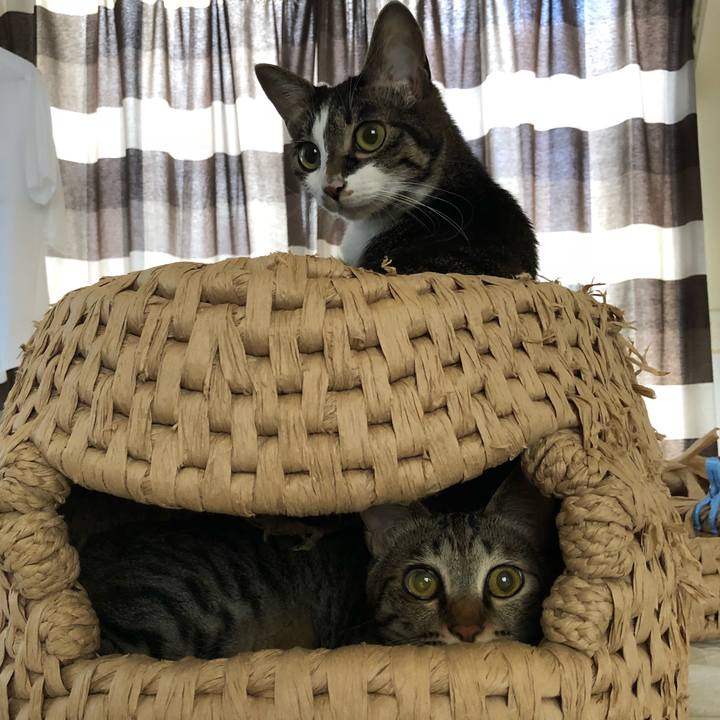 2c50278a 32a6 4c07 b067 e02803f16ab9 1530243847143