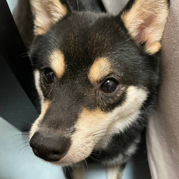 2c51e732 8bf4 4a97 9cea 209ef19bc54d 1627088017508