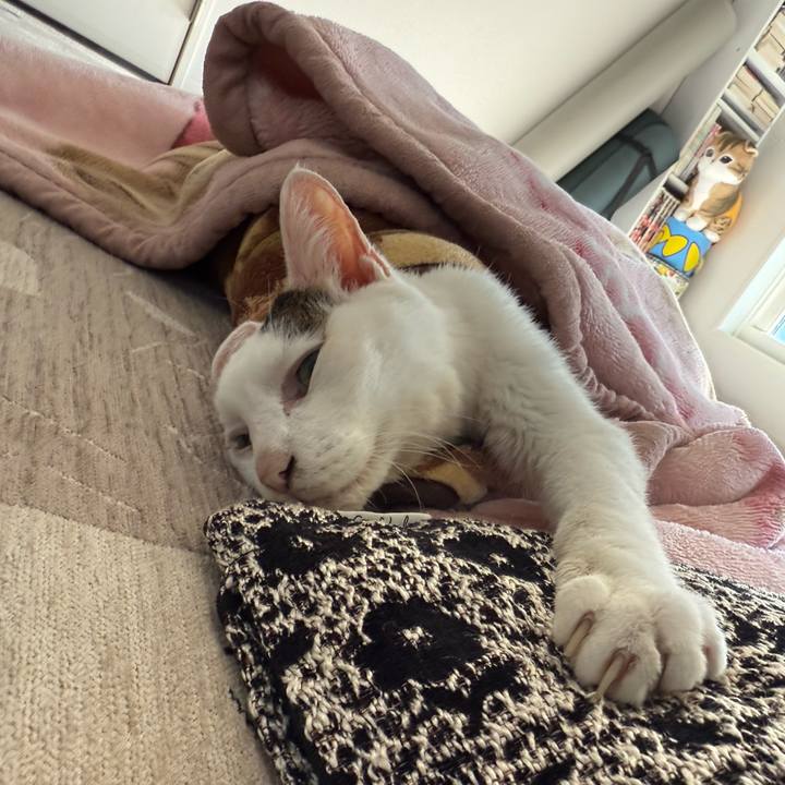 2c52b868 f015 456b 80b6 d0e03ac5a496 1765858863876