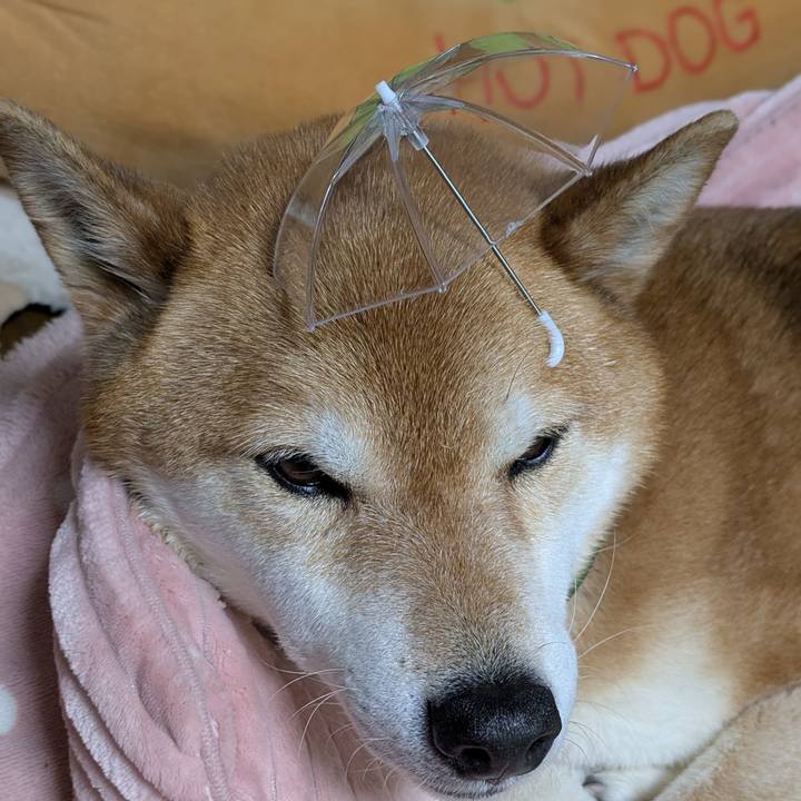 2c53cea5 0a06 4f4b 997c b4825e21f995 1742119188112