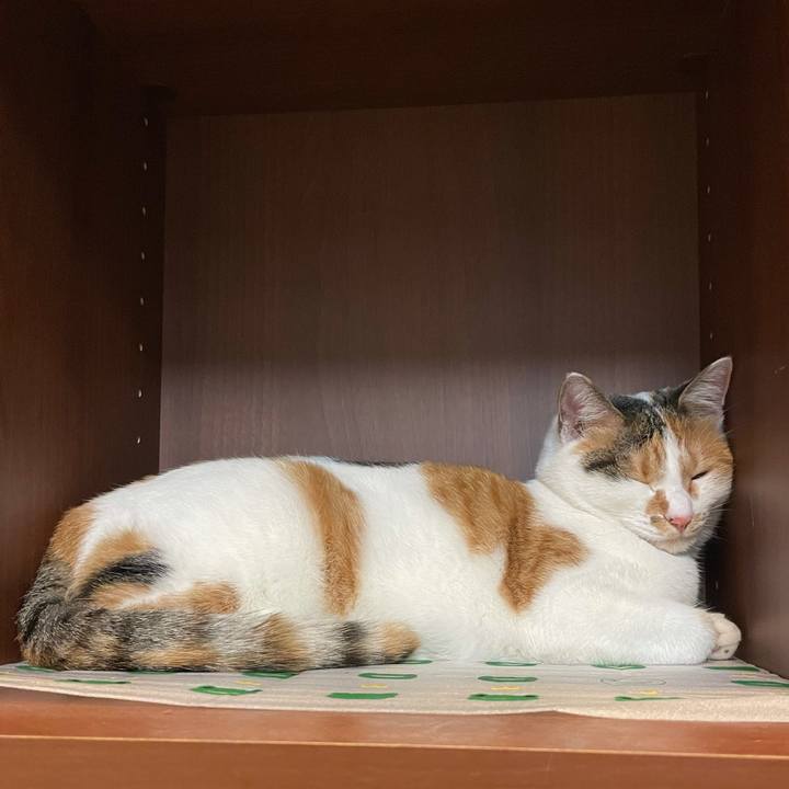 2c559917 12a3 4bd3 9af1 171ea4ff90c4 1605953421112