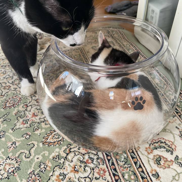 2c57b3ff 9a08 4d86 a6ac e2c1b8f2dfdb 1722293344942