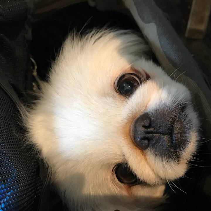 2c584208 f6c3 43ee bfff c902a354587a 1527424717749