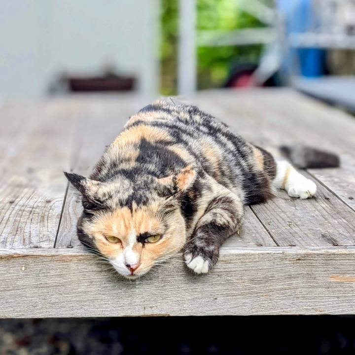 2c587c92 0ed4 4cd2 932f 053b3d67b892 1758328397381