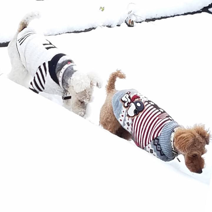 2c58a0da b07d 49e1 87b4 7eaa947f2999 1548976576466