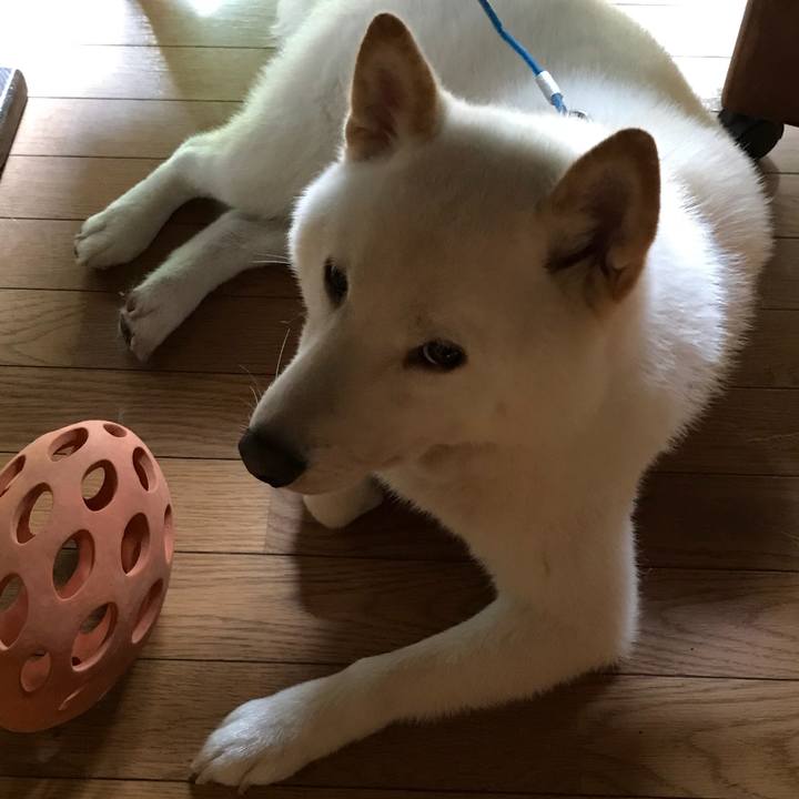 2c58fe9b 2f08 4b57 9670 182468449a61 1534296354024