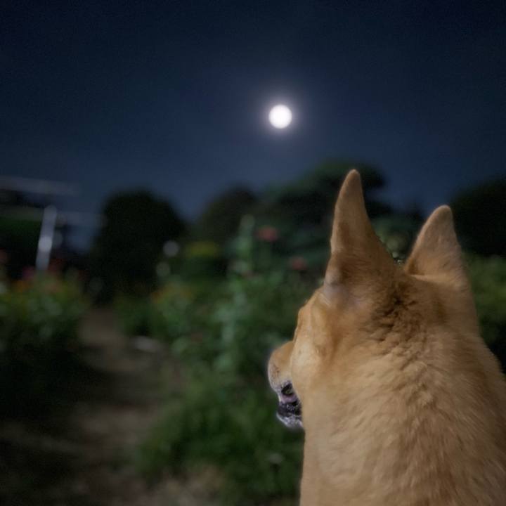 2c5a3ee7 97f9 4b55 beca 4e21a148704e 1660129621701