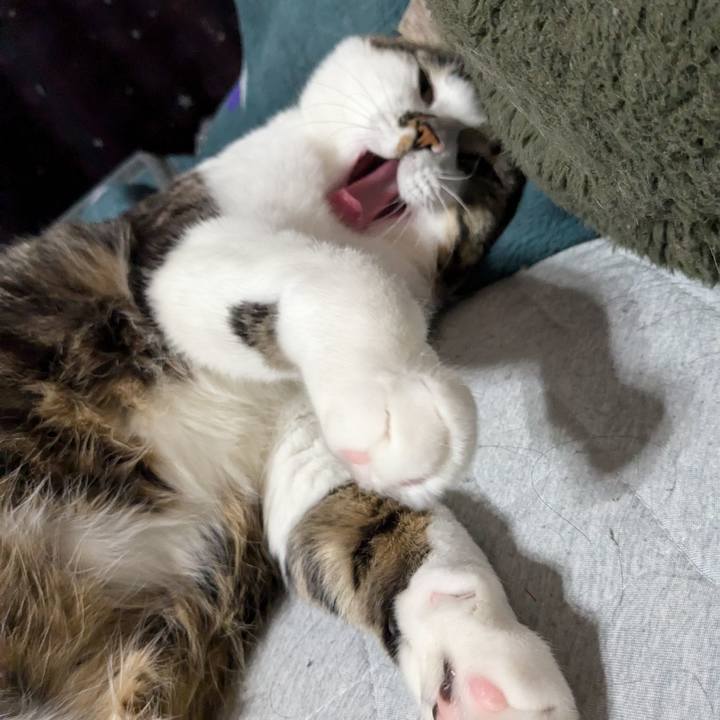 2c5aaeff 3abb 4542 b1f5 ab36e299a19a 1736393967484