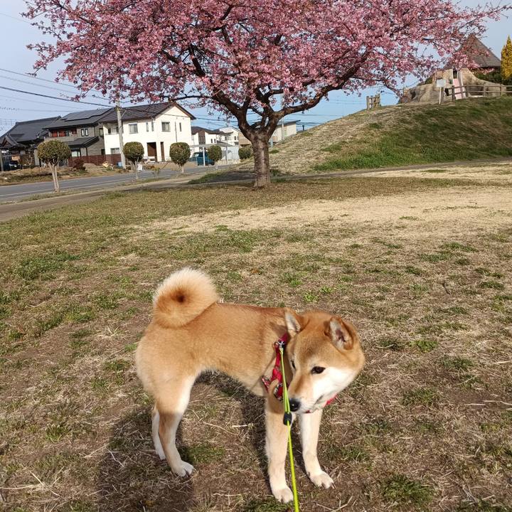 2c5af639 6188 4d56 8934 b9544de8f1cf 1741909656371