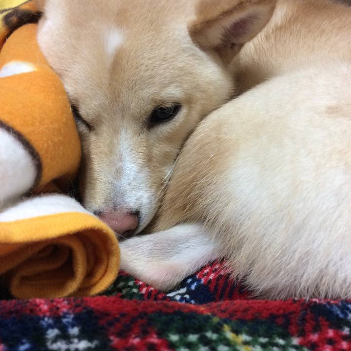 2c5c4d3c 6de4 4f23 a984 d6701a4e8dc2 1508328767312