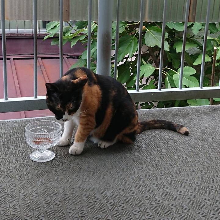 2c5cfc7d 1d39 4ba5 9282 8bac7eded92d 1535411964034