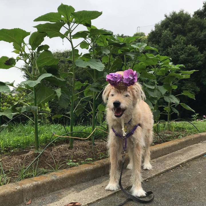 2c5d9705 6801 46a3 8ee6 8aac00bd7769 1593229874126