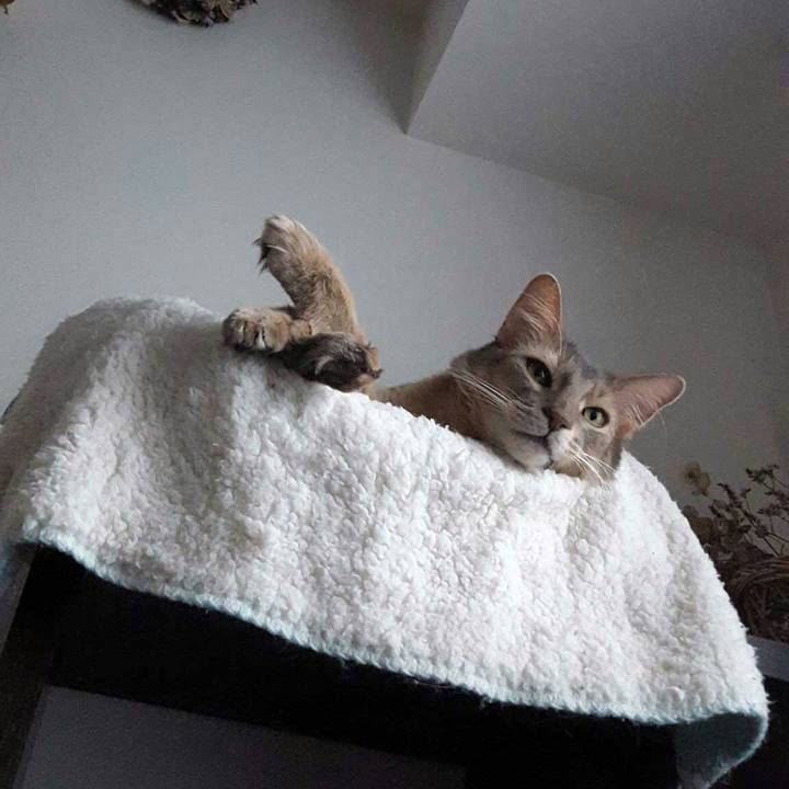 2c5e8d39 ab2e 4c97 9bd2 3c263e2be268 1544067839253