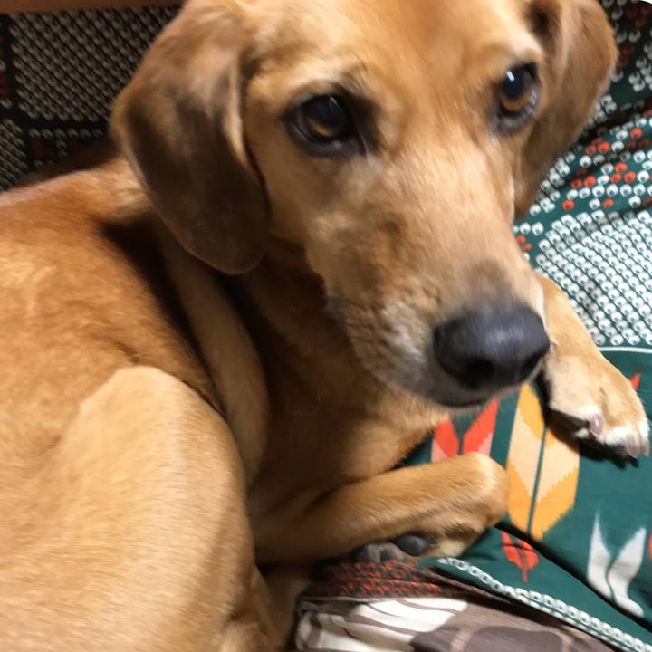 2c6196c5 f16e 43b0 851b db3cef106f80 1544789809126