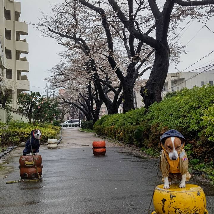 2c61b4e0 0a4e 4a4f a12e f3048cb928fc 1679101163267