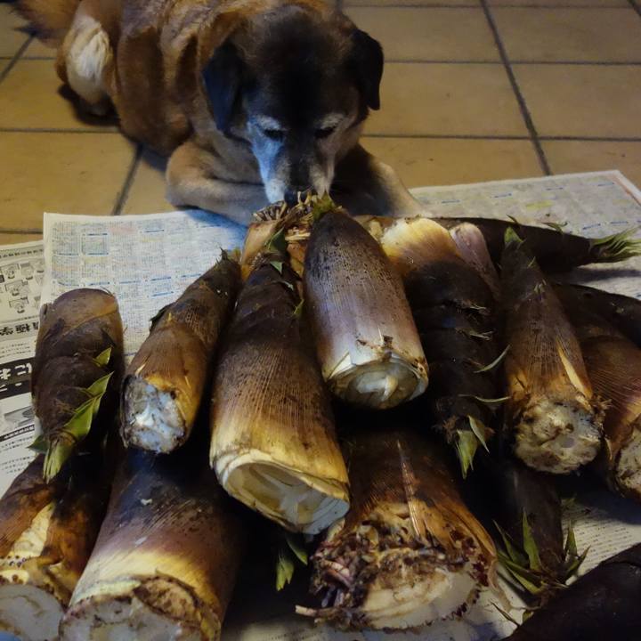 2c61fa53 5eec 4942 94d1 6db0847947a3 1556363913464