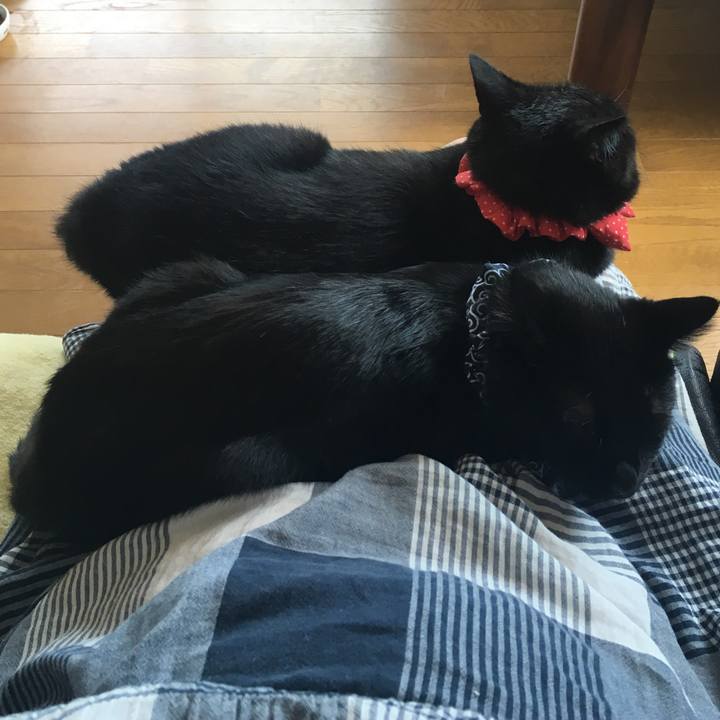 2c647e7f a1f7 4e68 897f 0a20821b91db 1536974839650