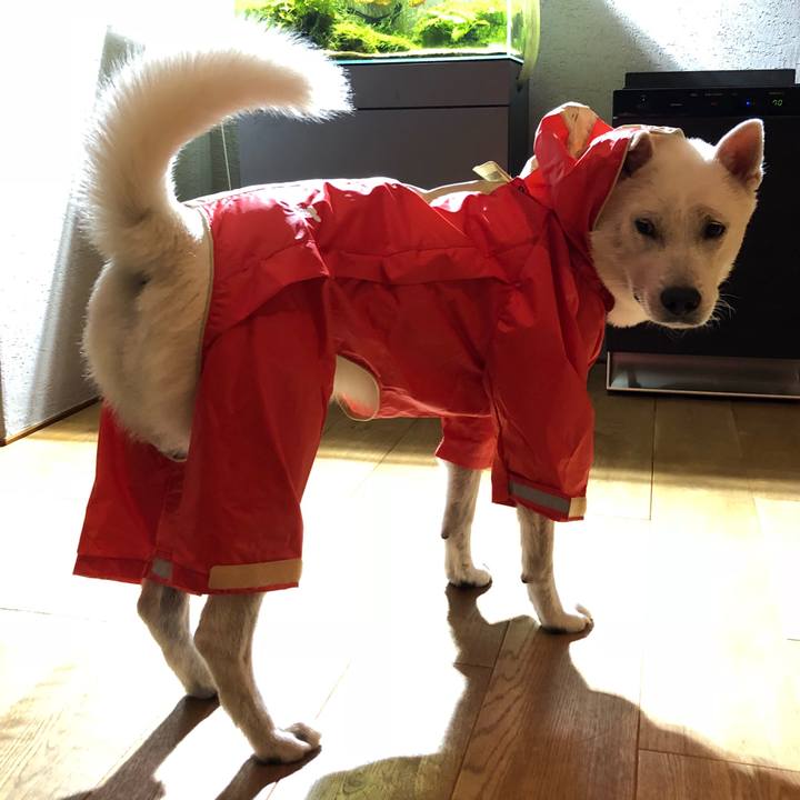 2c66be22 29ee 4933 afdd b42c76a7862c 1531109217342