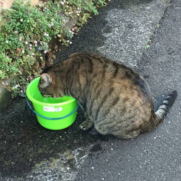 2c6a065a f22a 407b a005 c4a074abebf8 1512515795412