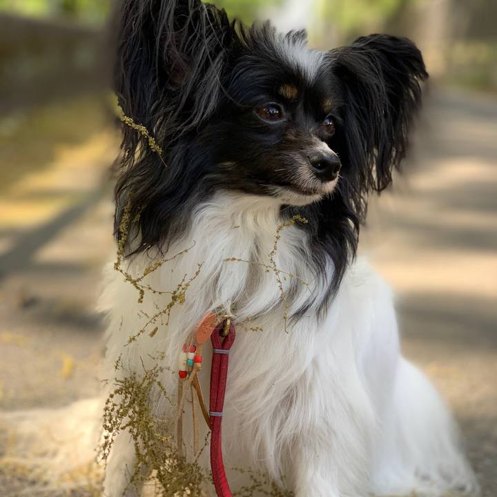 2c6a82c8 205c 4d15 81b6 a834f4ea4e00 1558051657877