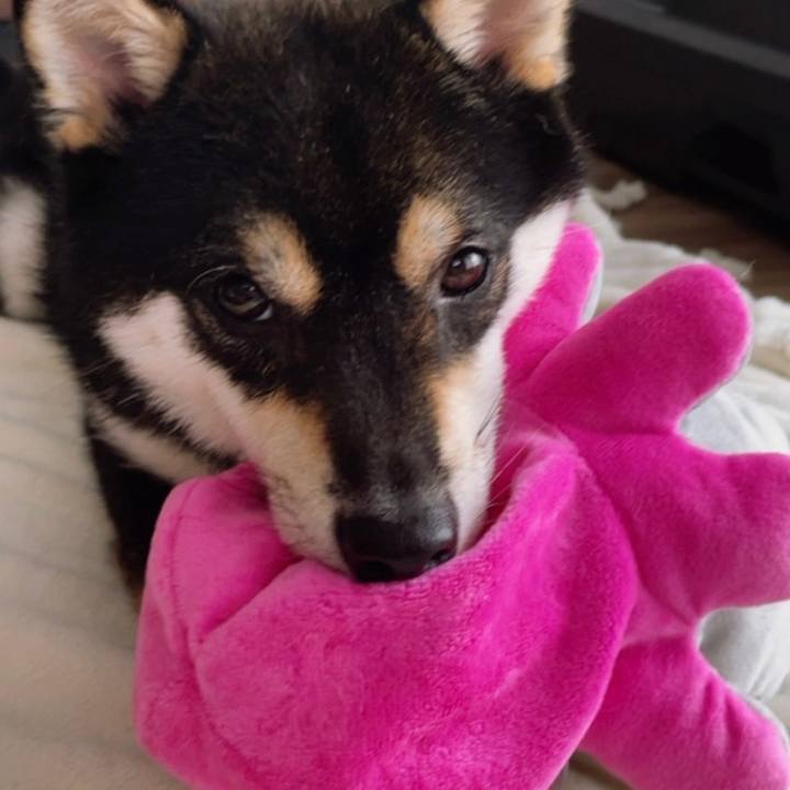 2c6b3e2e d8cc 4a9a 8752 c4a7f707fff0 1655966223777