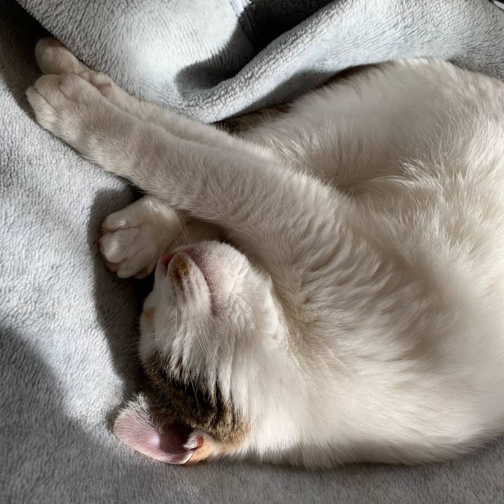 2c6c4465 72ec 4c48 b0ff 203c46f1b0d1 1606711102914