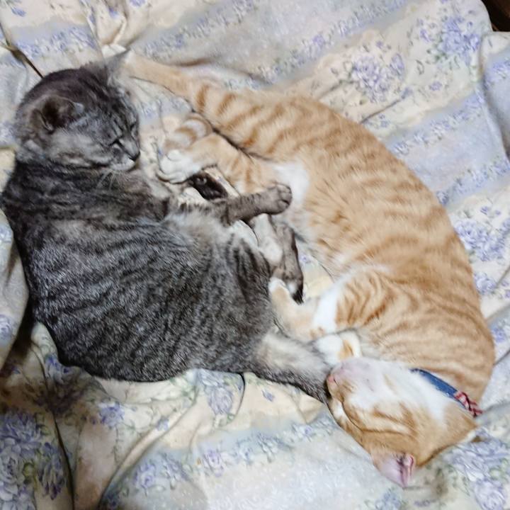 2c6e9887 0eee 4f2b 9e47 6895f6abf054 1563719134409