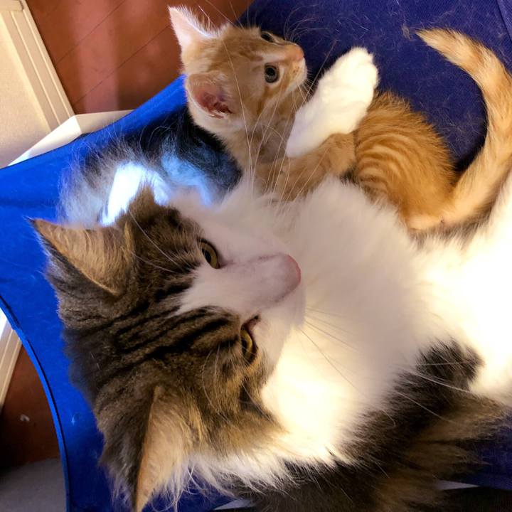 2c7202f0 e9ef 4053 af92 330b211d605a 1562816030148