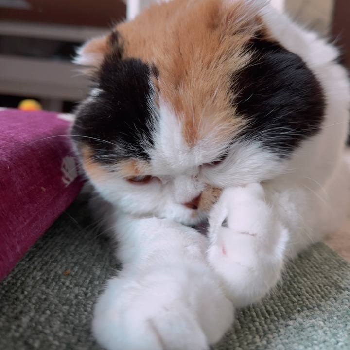 2c741f37 b4cb 4b0f bf38 3213841a458b 1734336848162