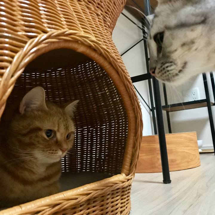 2c7599a7 1980 44ef 969a 10b00c3a154d 1540124120658