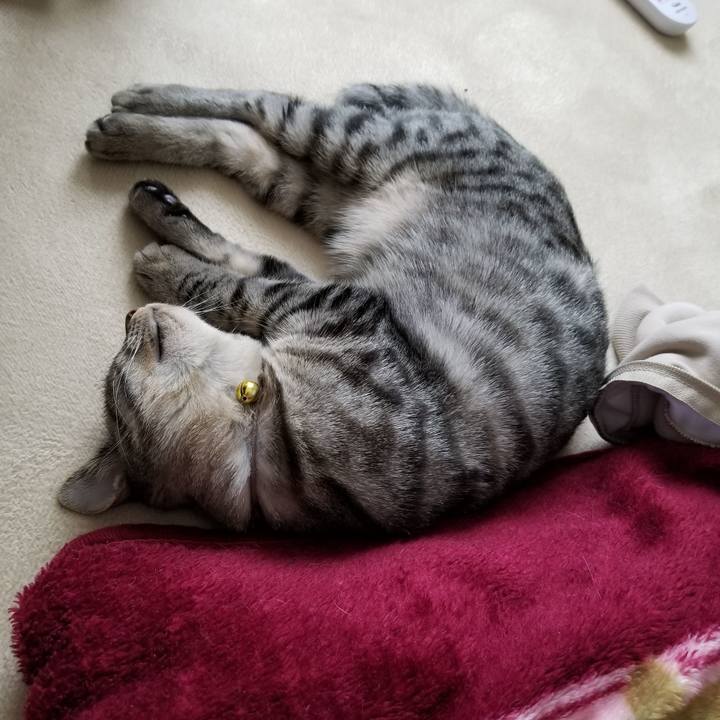 2c77ca03 48d4 4643 8756 41a3e0f72425 1671861454684