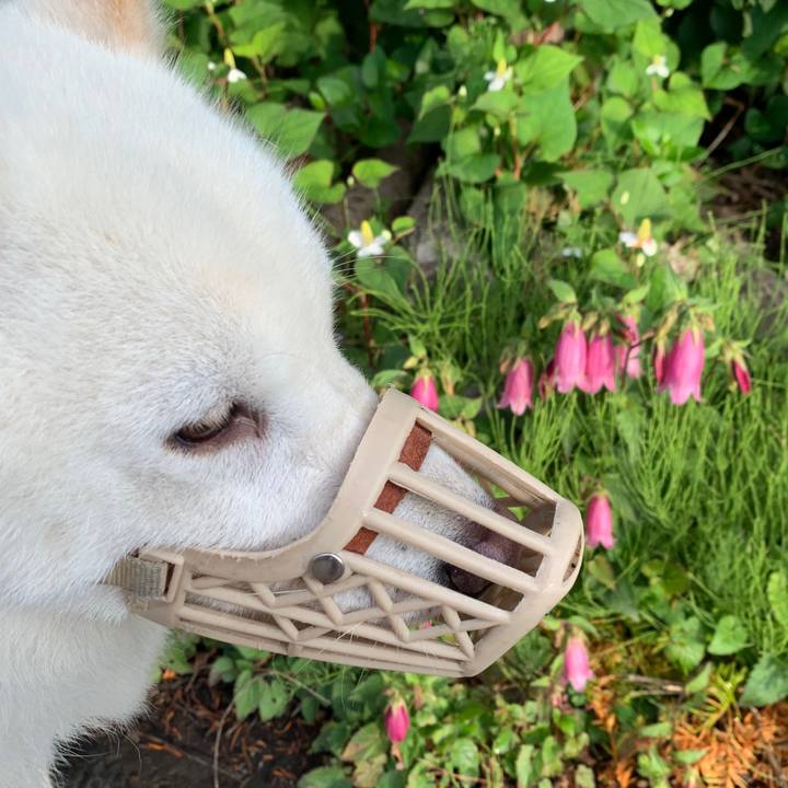 2c780c54 1765 42fd 8915 7c67cb336adb 1562028961582