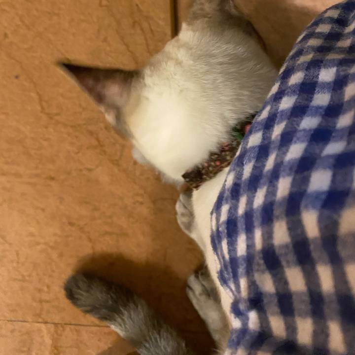 2c785cf8 6310 4c85 a9f7 c5390d865b97 1636798199197