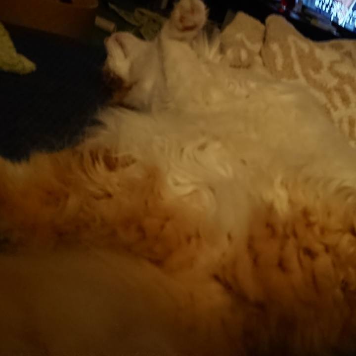 2c794528 8bc7 43c9 9537 23f0418953cc 1527516822765