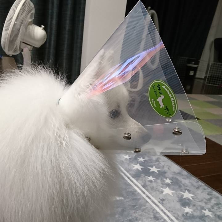 2c799454 4202 4b09 be96 0e4c975d381a 1572091529242