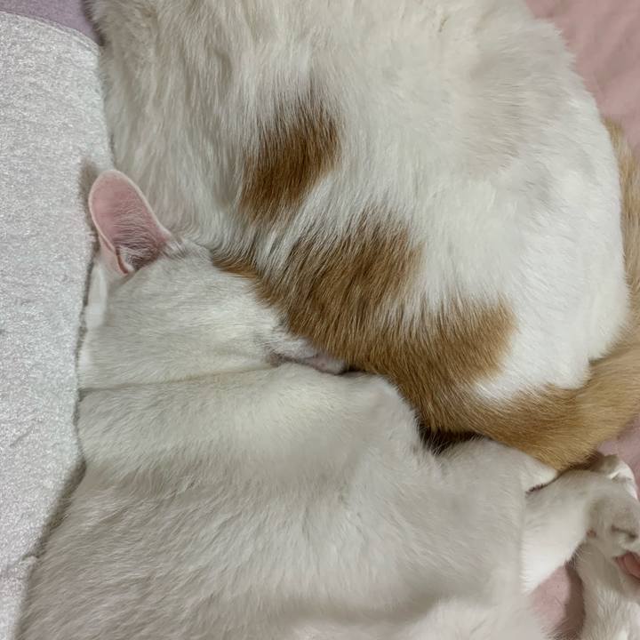 2c7a199e e88f 4d54 9d67 c294a6e3ceae 1572714085436