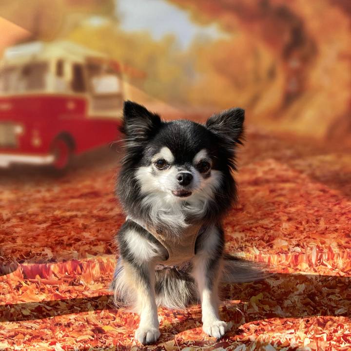 2c7a1cc7 4c90 45b7 9359 d90f970720fa 1763812210276