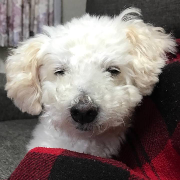 2c7bfd28 6659 4261 8982 bd3d2a31964c 1512107194415