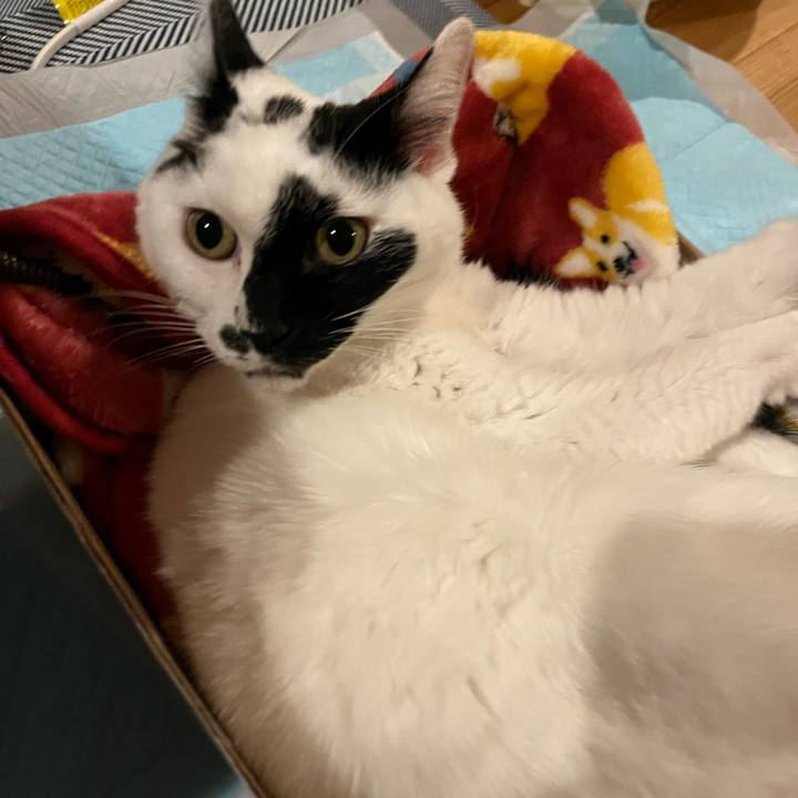 2c7d8654 13d3 4151 a06f dfbed209ad24 1762991740249