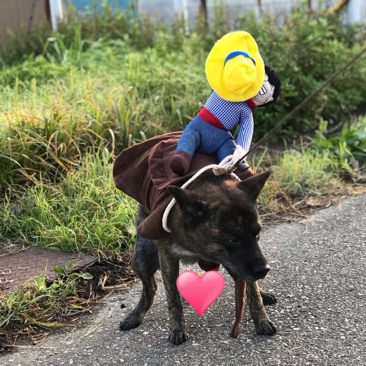 2c7f5b47 717f 4aa9 ab4f a3d096ff8a94 1540076422649