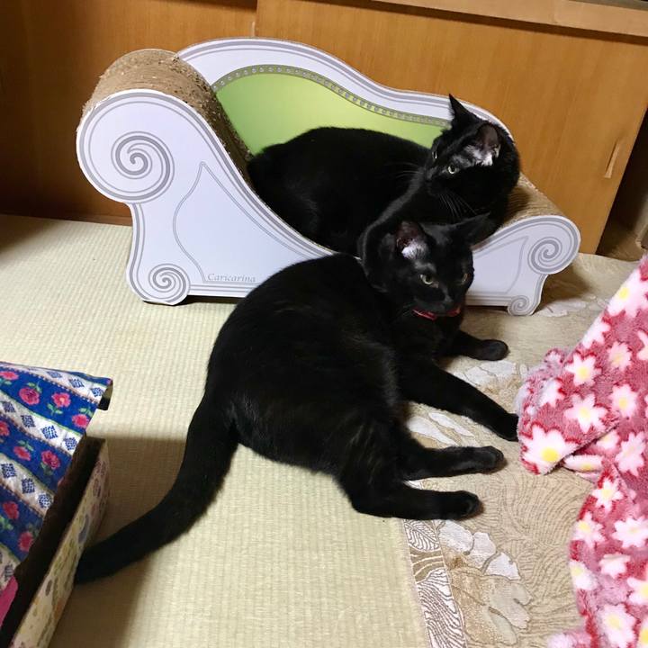 2c7f6802 91aa 4b09 885f 7b51a92c6433 1545399094656