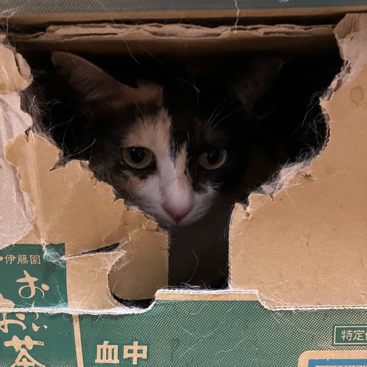 2c7ff219 14d9 4766 922f 24b39a371d67 1764107360522