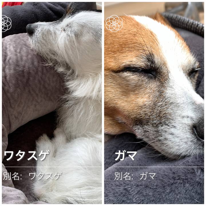 2c81faa7 283d 4b15 85f8 98d604fe5ba6 1589765758616