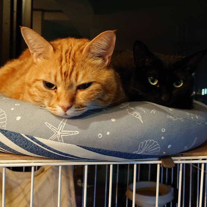 2c81ffce adea 4334 ba0f ec4d4dfb14fd 1556493926794