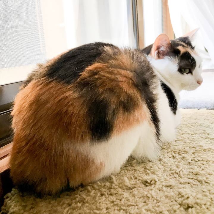 2c847e26 cdc0 4b76 8972 994a283d3ecb 1534725081711