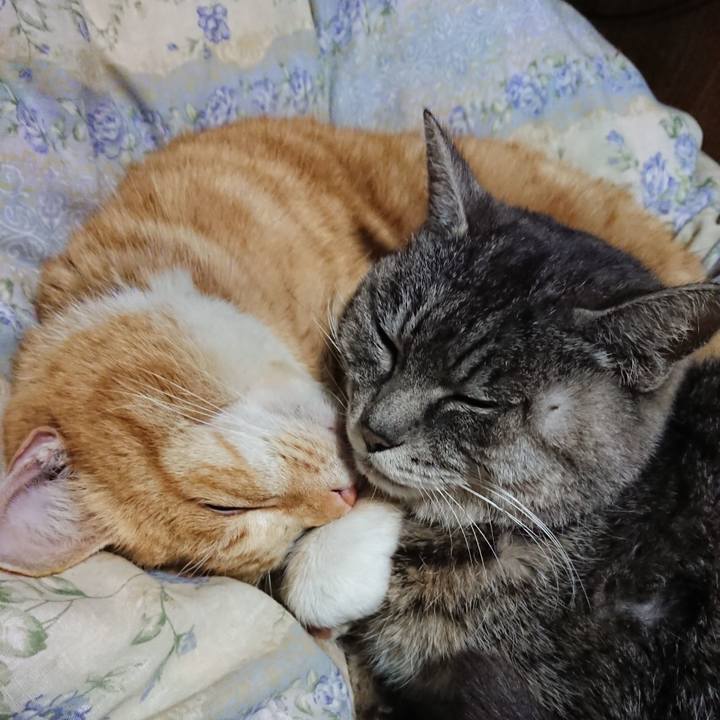 2c856ed4 5905 448b bbb9 e6ee9bc30582 1581682475467