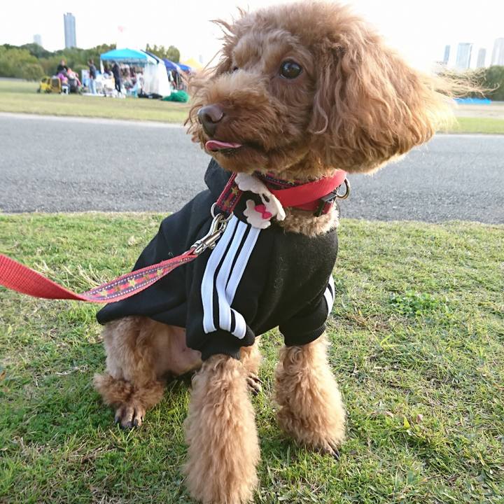 2c8592c2 9fbe 47e1 ab16 1c4e8ccb2d4f 1513571556773